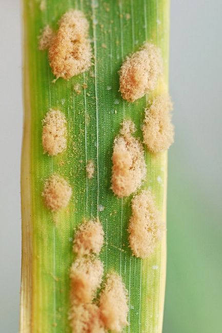 Мучнистая роса зерновых