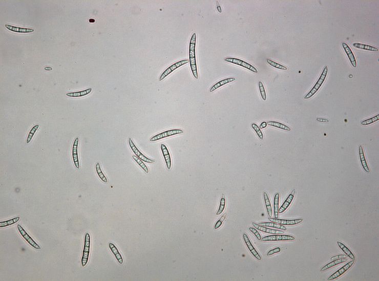 Фузариоз колоса пшеницы