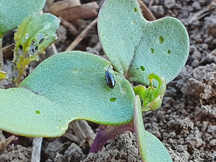 Крестоцветные блошки