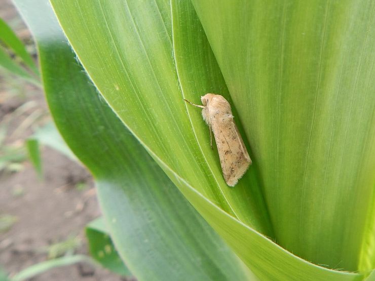 Хлопковая совка