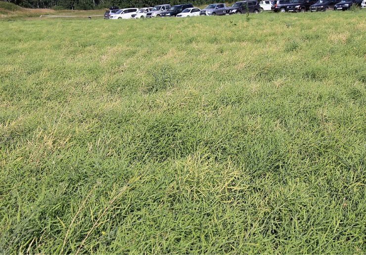 Склеротиниоз, или белая гниль крестоцветных культур