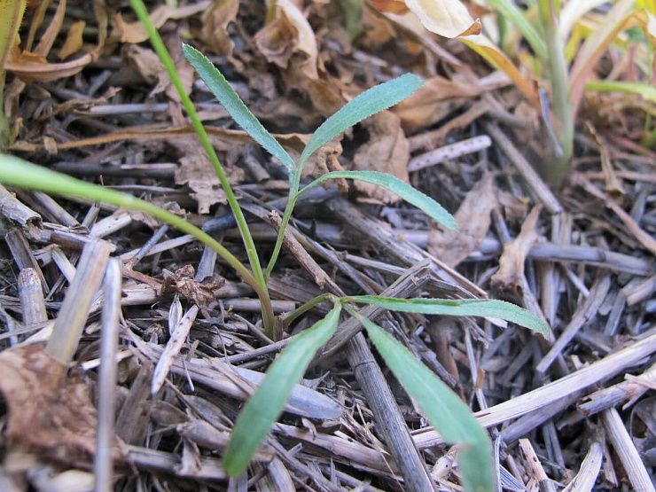 Резак обыкновенный