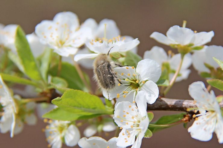 Оленка мохнатая