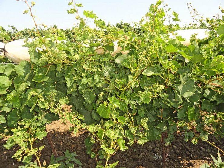 Виноградная филлоксера