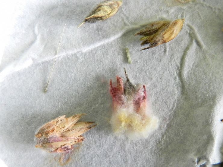 Фузариозные корневые гнили зерновых