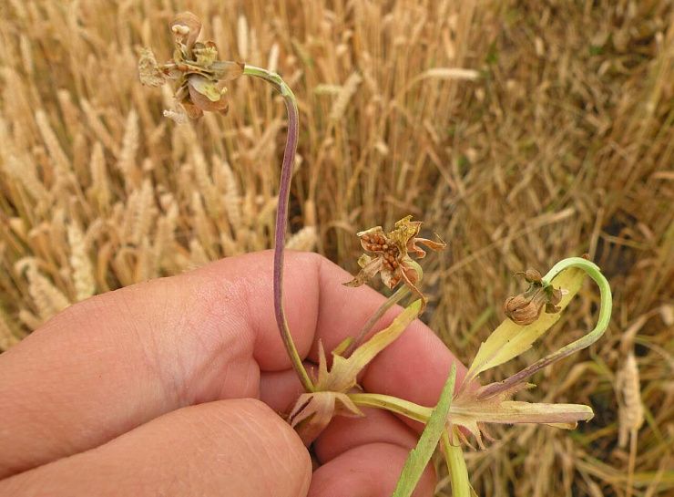 Фиалка полевая