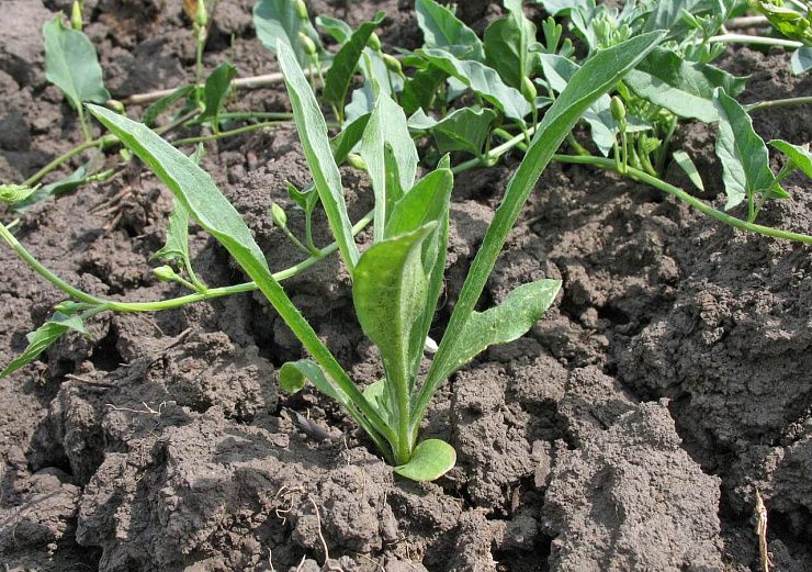 Василек синий