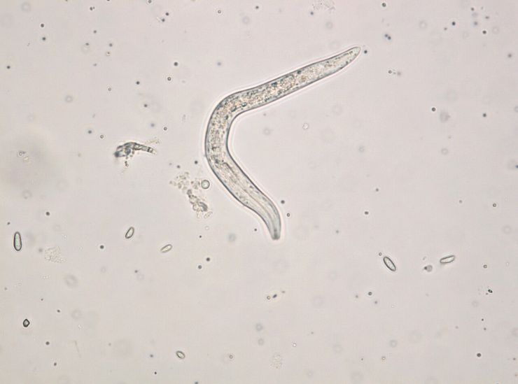 Пшеничная нематода