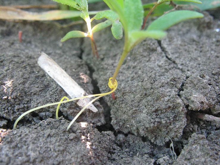 Повилика полевая