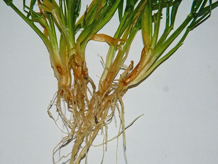 Гельминтоспориозные корневые гнили
