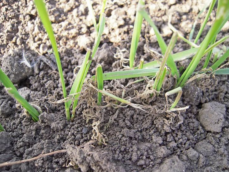 Хлебная жужелица