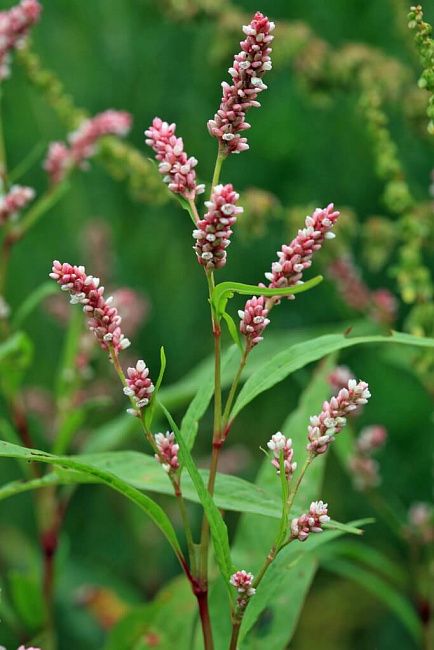 Горец птичий (спорыш), почечуйный, шероховатый