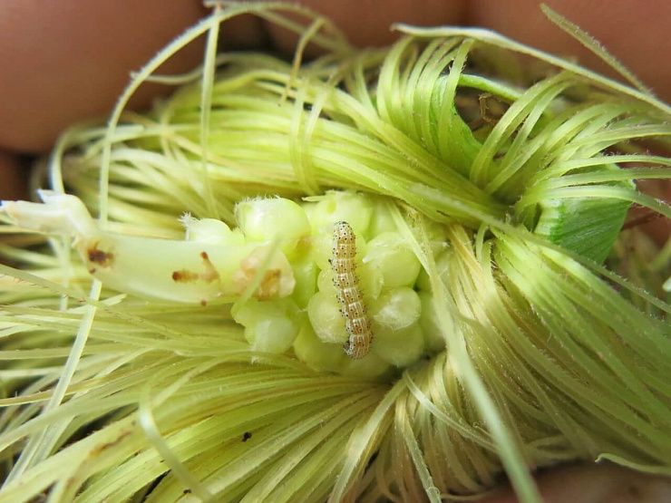 Озимая совка