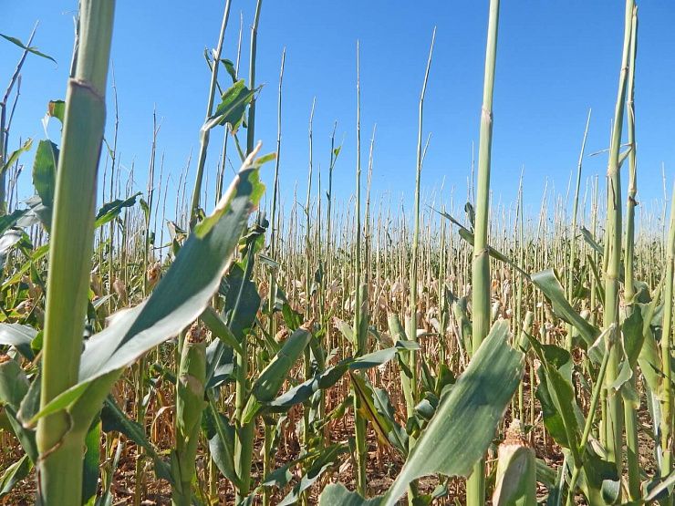 Саранчовые (перелетная саранча, итальянский прус, сибирская кобылка)