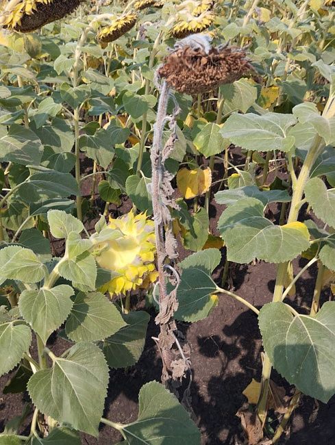 Вертициллезное увядание подсолнечника