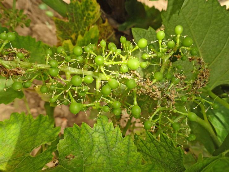 Виноградные листовертки (гроздевая листовертка, двулётная виноградная листовертка)