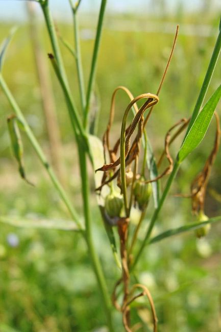 Полиспороз, или побурение (ломкость) стеблей льна