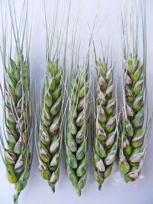 Фузариоз колоса пшеницы