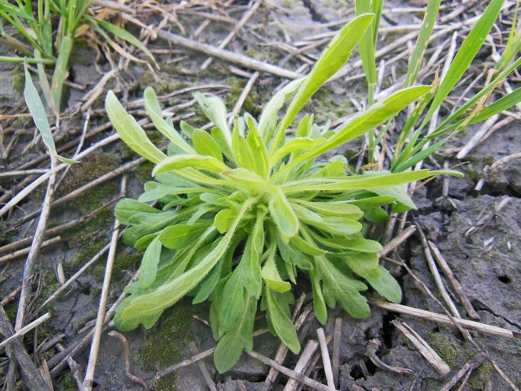 Василек синий