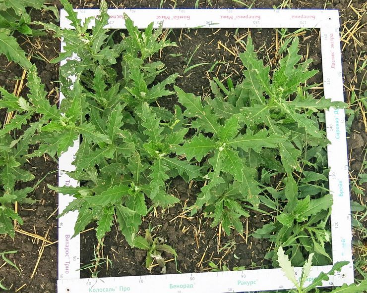 Бодяк полевой (осот розовый)