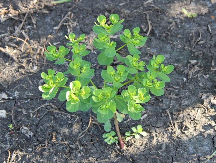 Молочай-солнцегляд