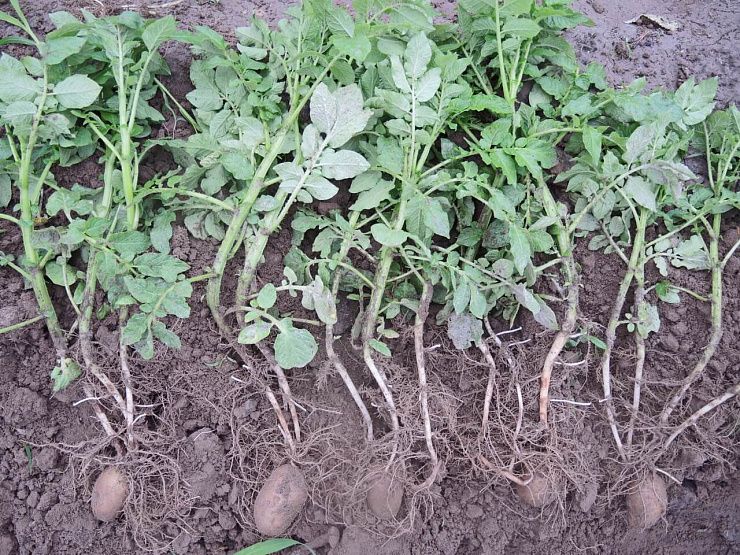 Ризоктониоз, или черная парша картофеля