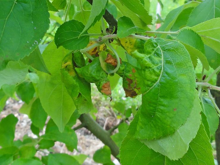 Зеленая яблонная тля