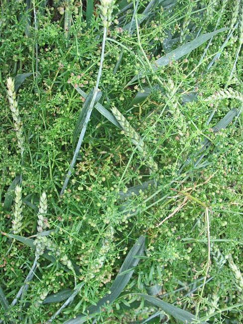 Подмаренник цепкий