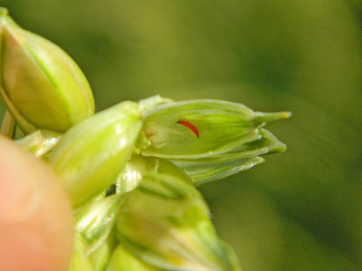 Пшеничный трипс