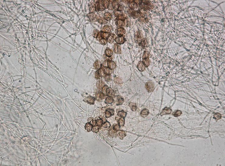 Белая прикорневая гниль (гибеллиноз, белосоломенная гниль, белостебельность)