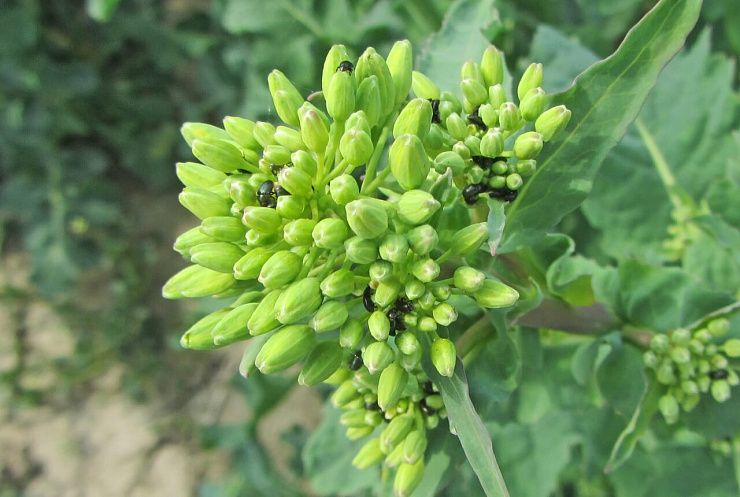 Рапсовый цветоед