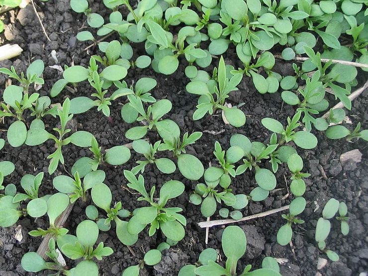 Амброзия полыннолистная