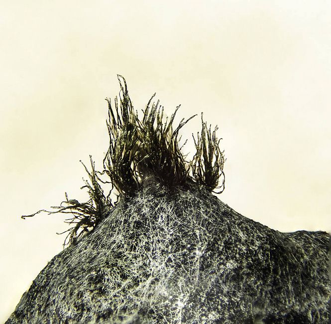 Серая гниль крестоцветных культур