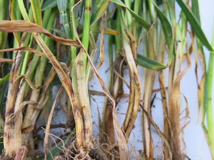 Белая прикорневая гниль (гибеллиноз, белосоломенная гниль, белостебельность)