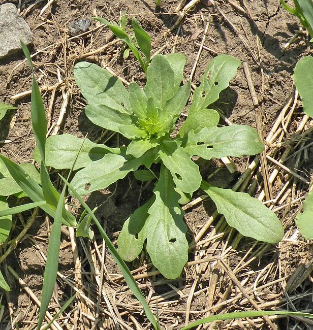 Ярутка полевая