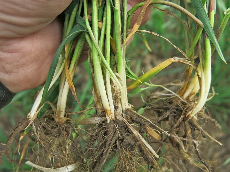 Фузариозные корневые гнили зерновых