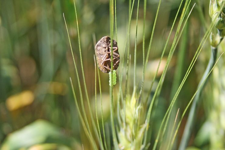 Клоп вредная черепашка