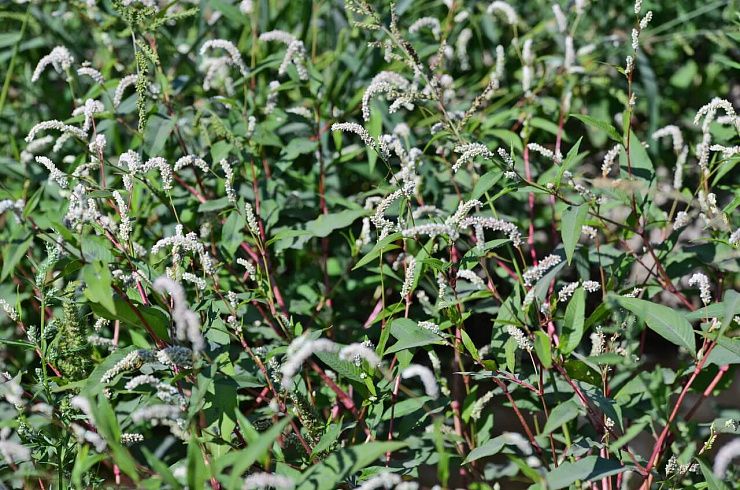 Горец птичий (спорыш), почечуйный, шероховатый