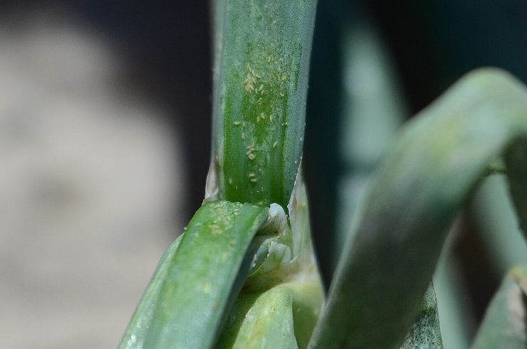 Табачный (луковый) трипс