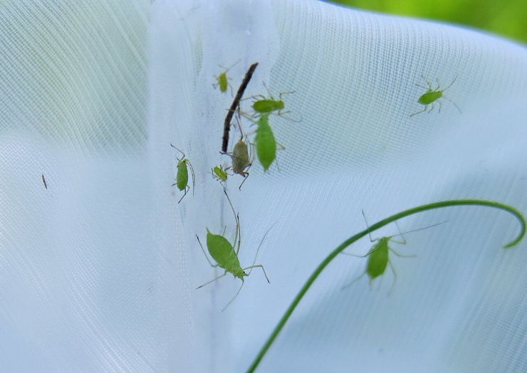 Гороховая тля