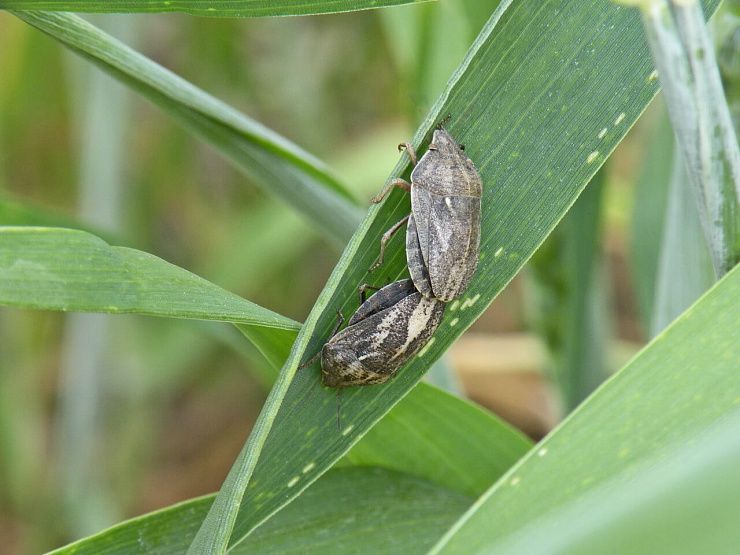 Клоп вредная черепашка