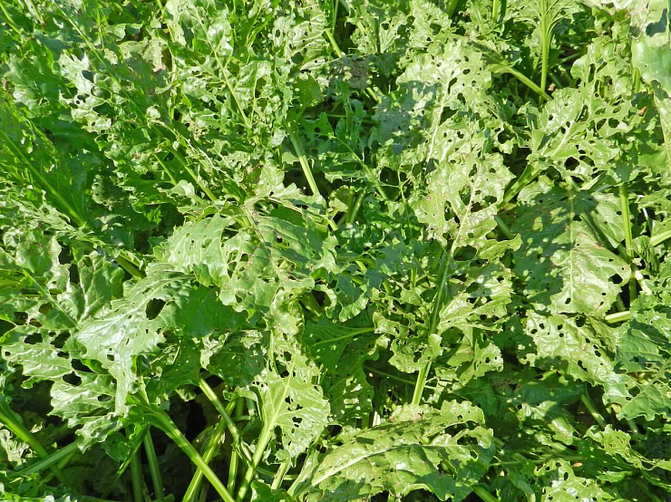 Хлопковая совка